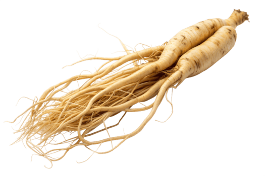 Ginseng